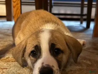 Mixed Breed dogs Amy - Ad 36