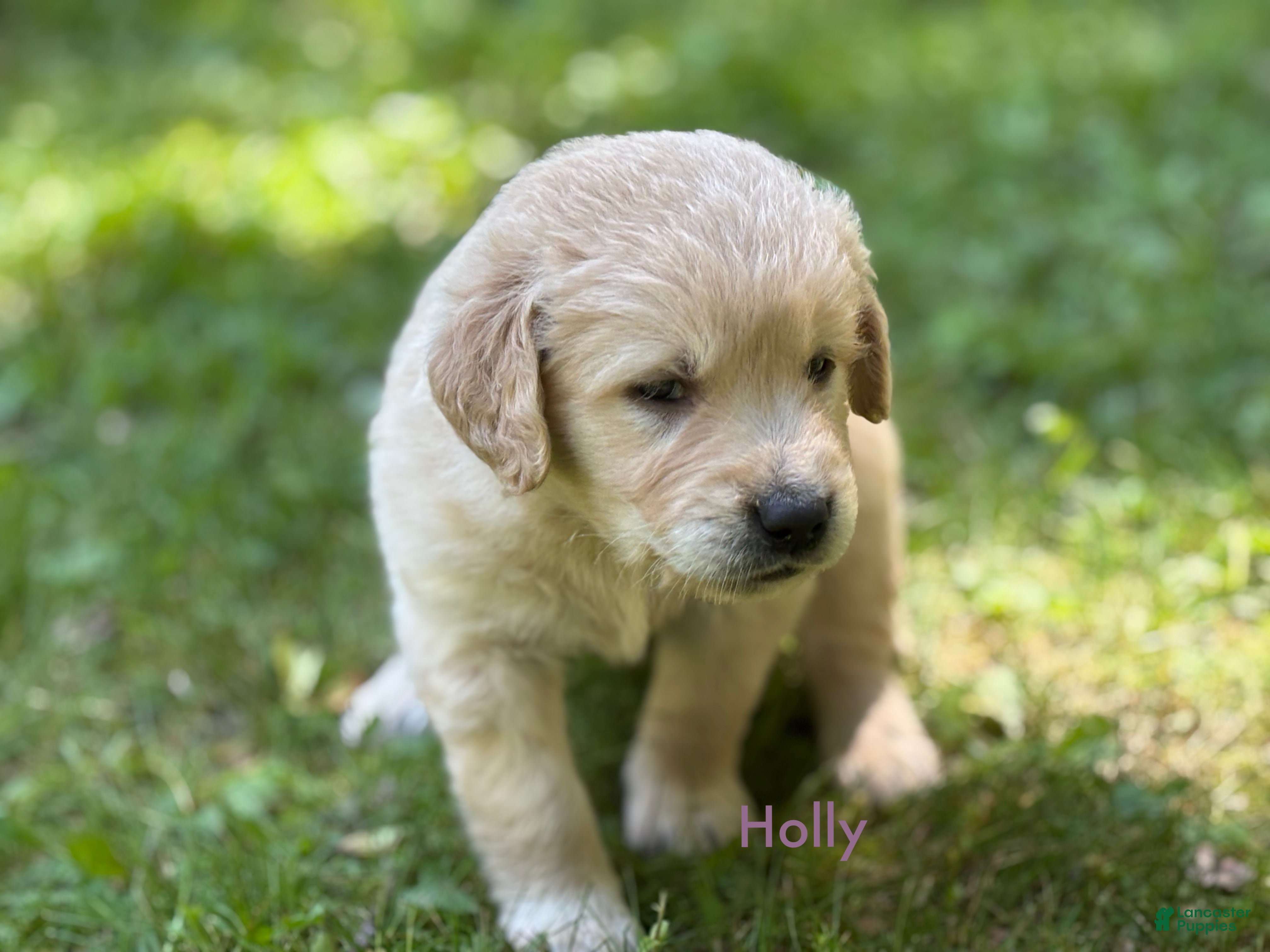 Golden Retriever dogs Holly - Ad 1