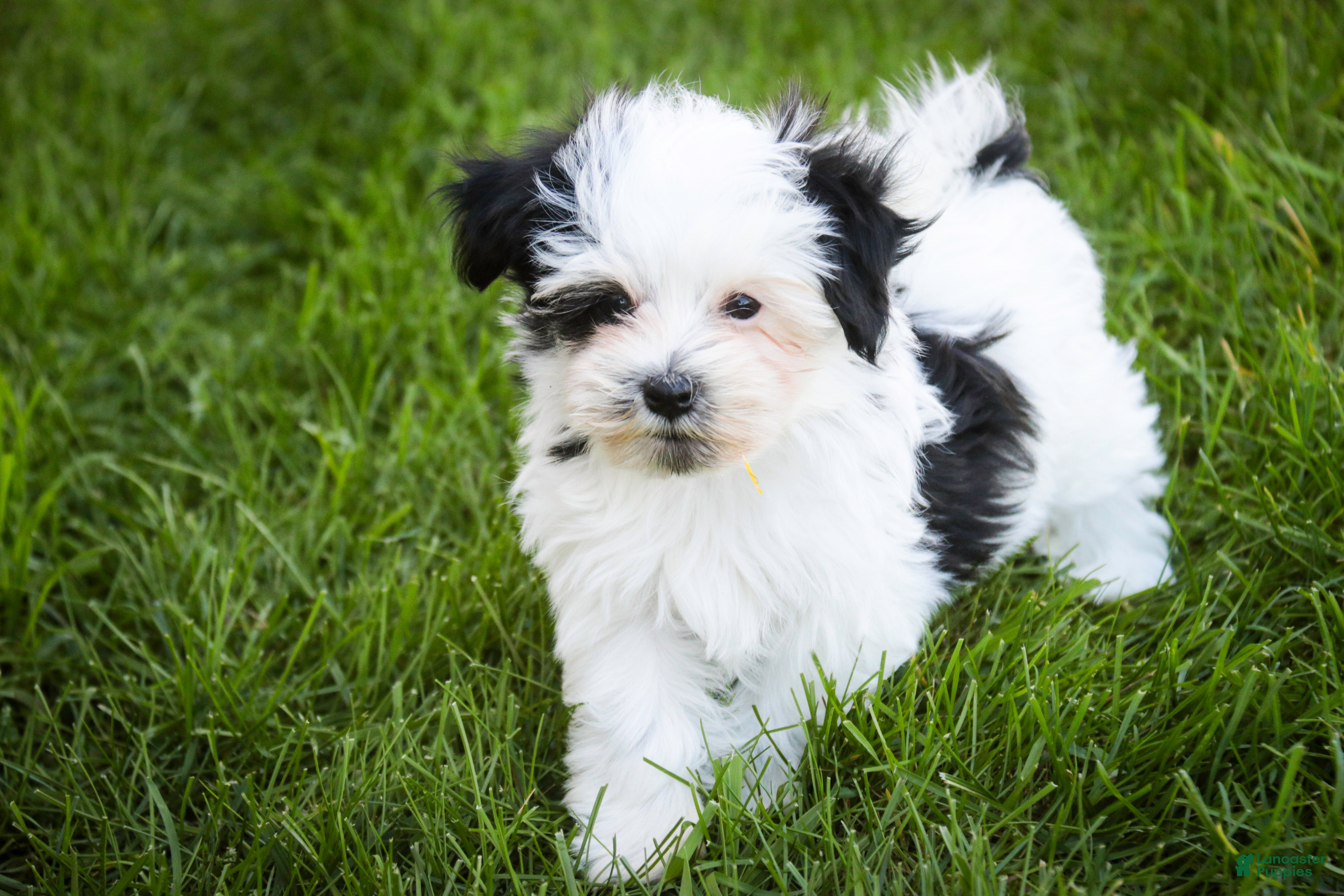 Havanese dogs for sale: Precious - Ad 6
