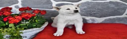 Shiba Inu dogs for sale: Olivia - Ad 3