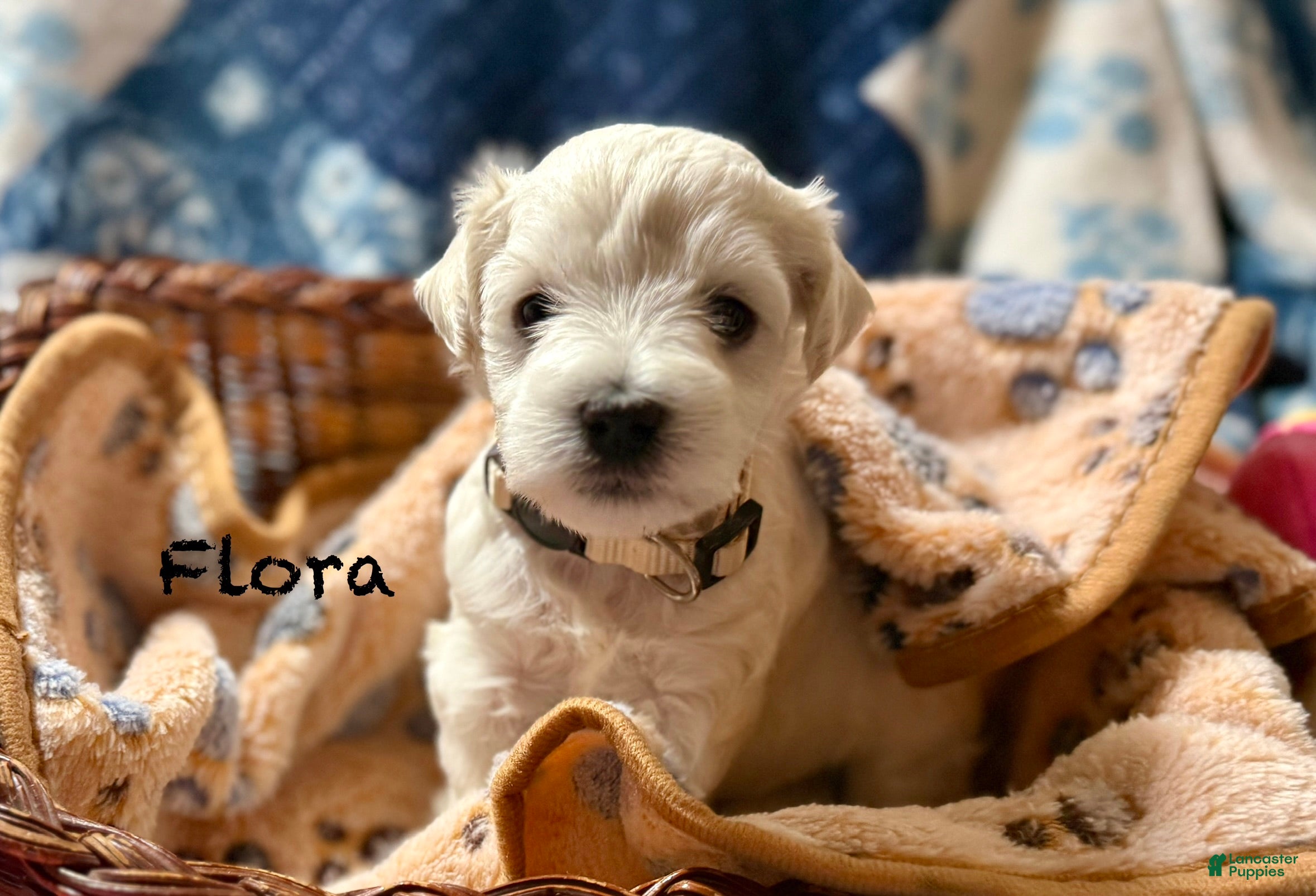 Miniature Schnauzer dogs Flora - Ad 27