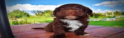 Havapoo dogs for sale: Hershey - Ad 25