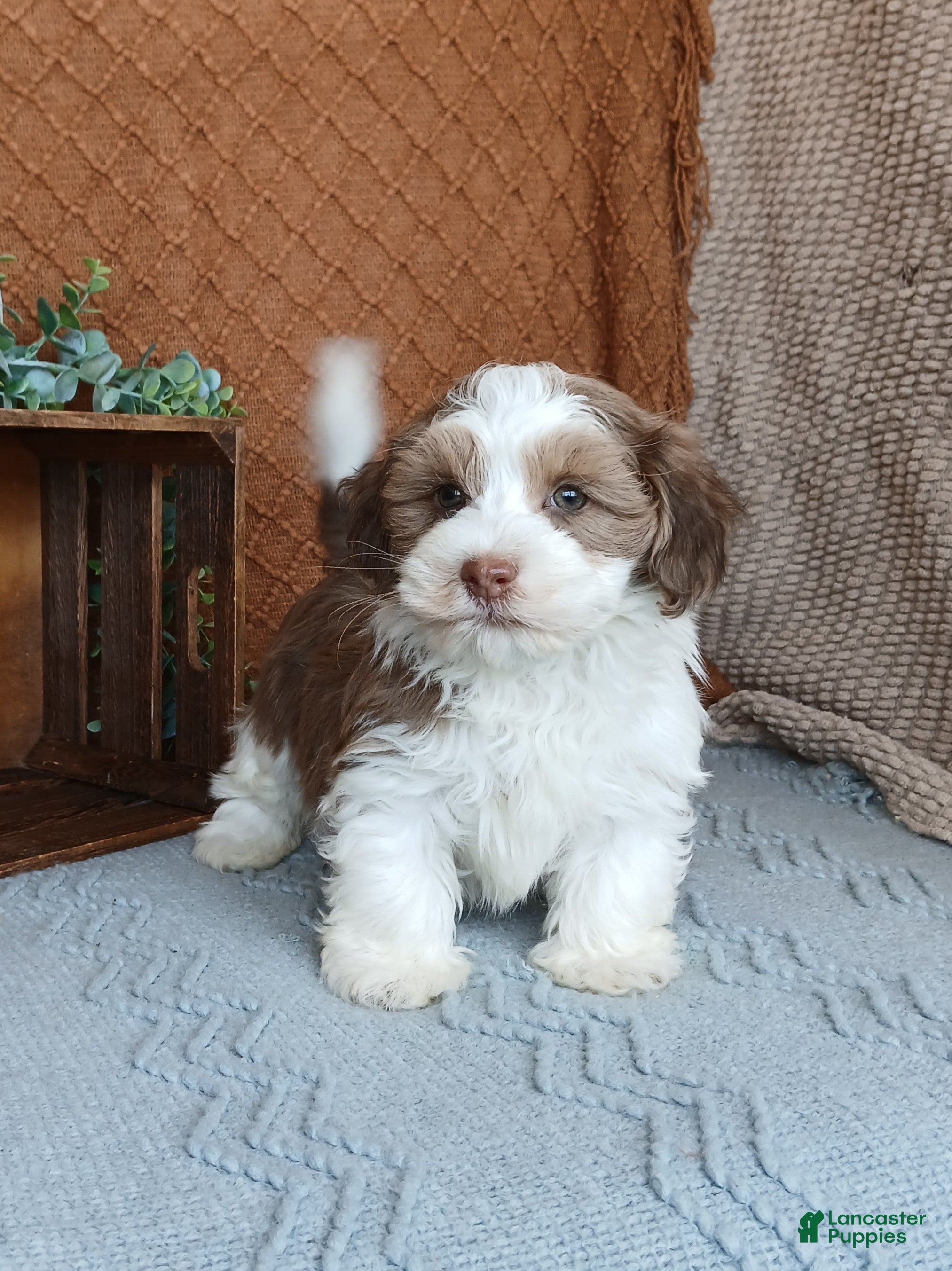 Havanese dogs Flake  - Ad 29
