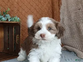 Havanese dogs Flake - Ad 29