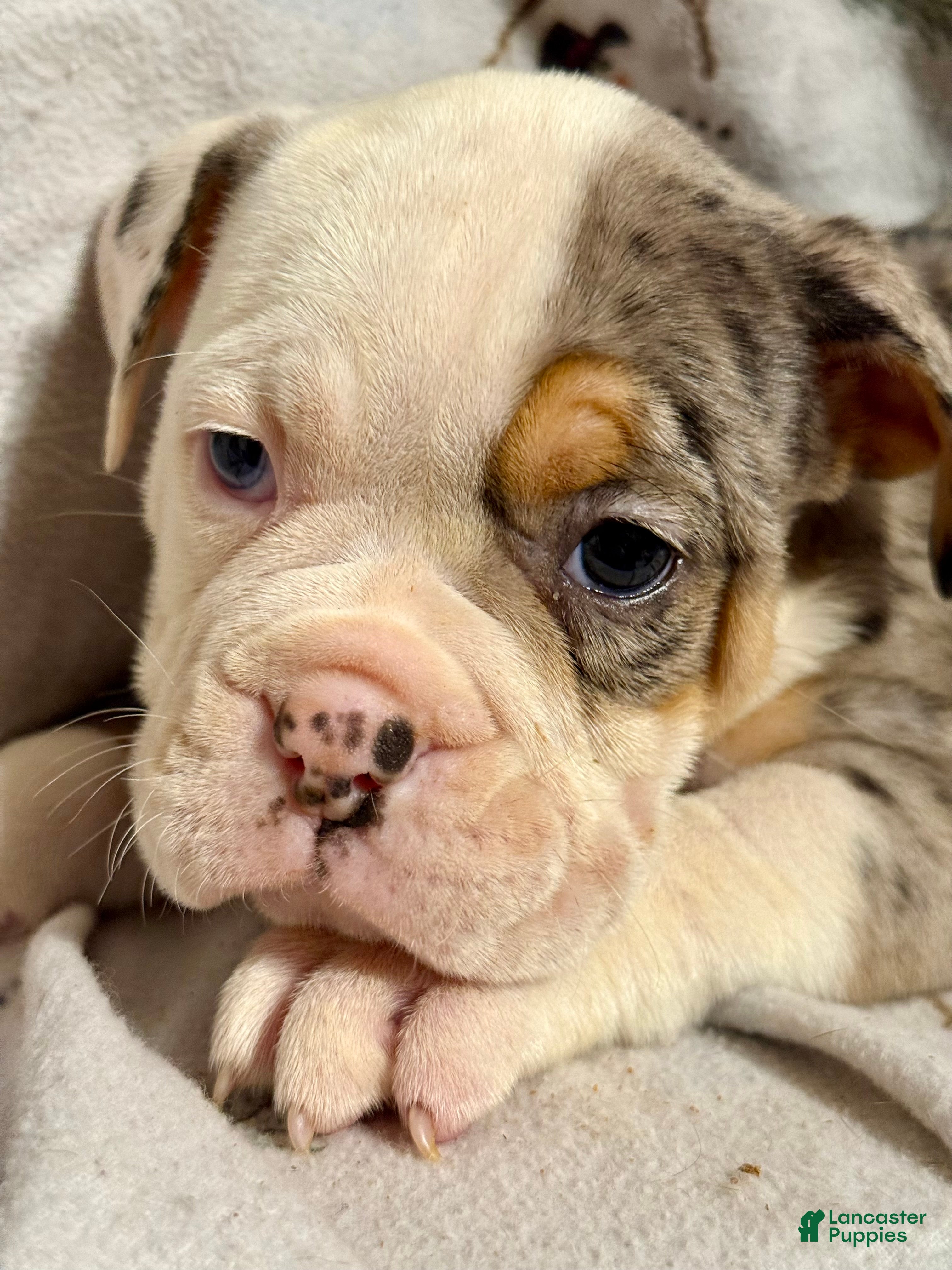 Olde English Bulldogge dogs Alexandria - Ad 1