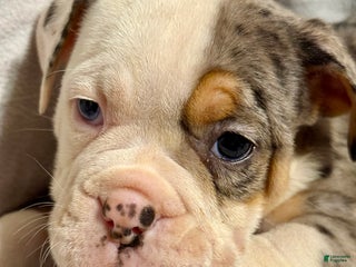 Olde English Bulldogge dogs Alexandria - Ad 2