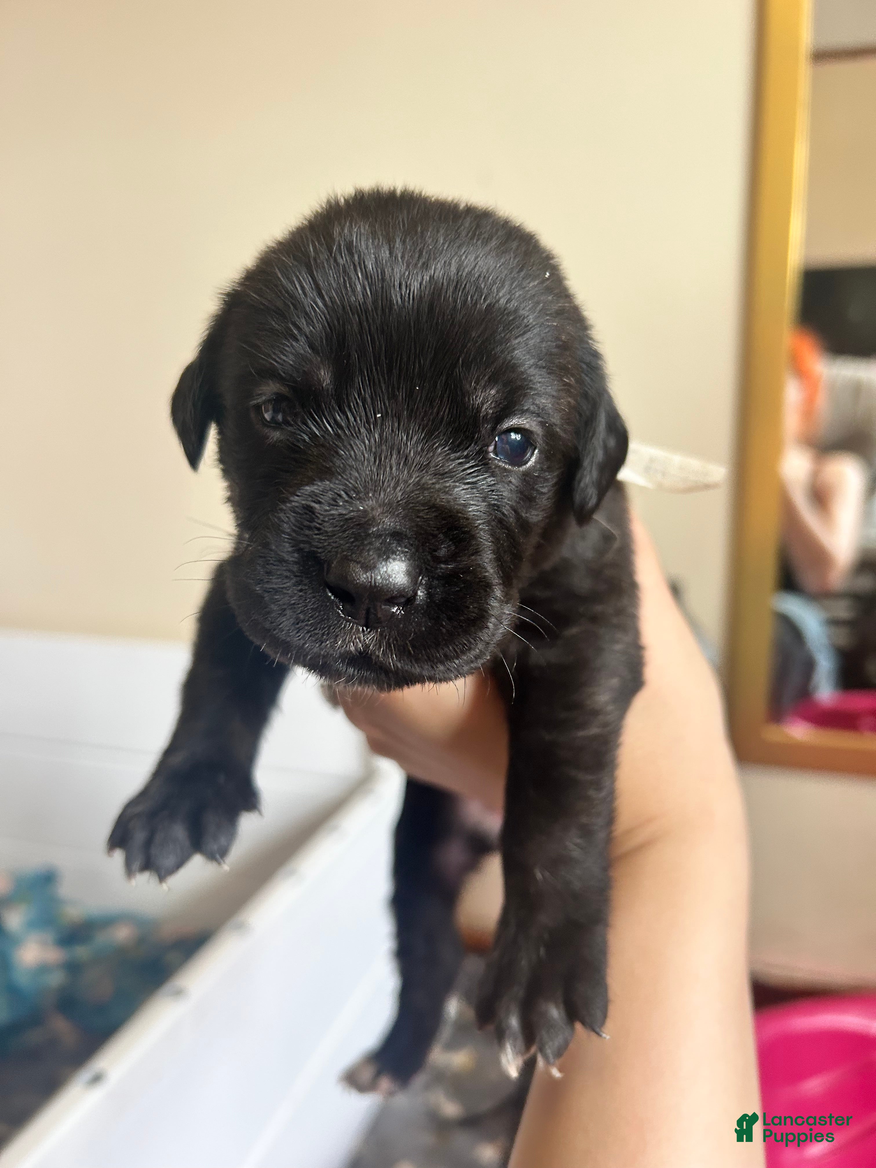 Cane Corso dogs Light Blue  - Ad 36