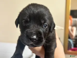 Cane Corso dogs Light Blue - Ad 18