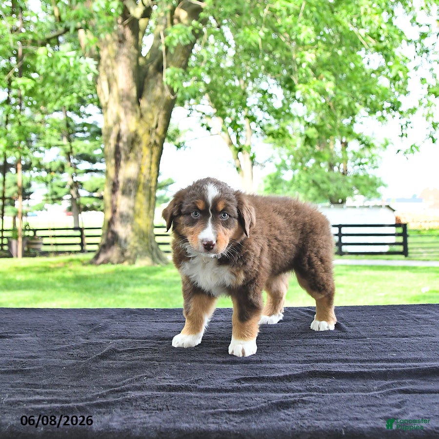 Australian Shepherd dogs Darcy - Ad 2