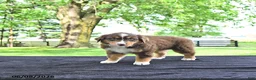 Australian Shepherd dogs for sale: Darcy - Ad 2