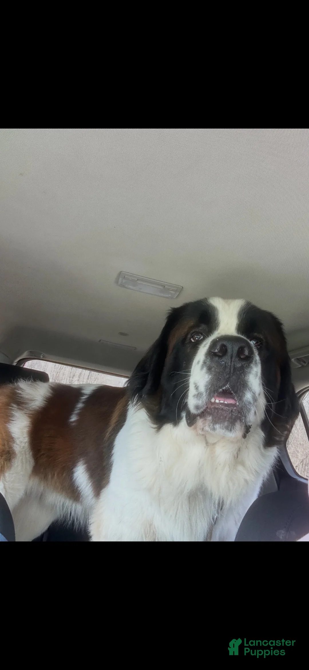 Saint Bernard dogs for sale: Saint Bernard 1 - Ad 3