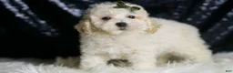 Maltipoo dogs for sale: Liam - Ad 3
