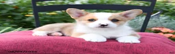 Welsh Corgi Pembroke dogs for sale: Kowen - Ad 3