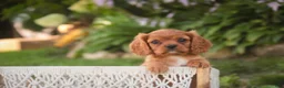 Cavalier King Charles Spaniel dogs for sale: Poppy Cavalier King Charles Spaniel - Ad 6
