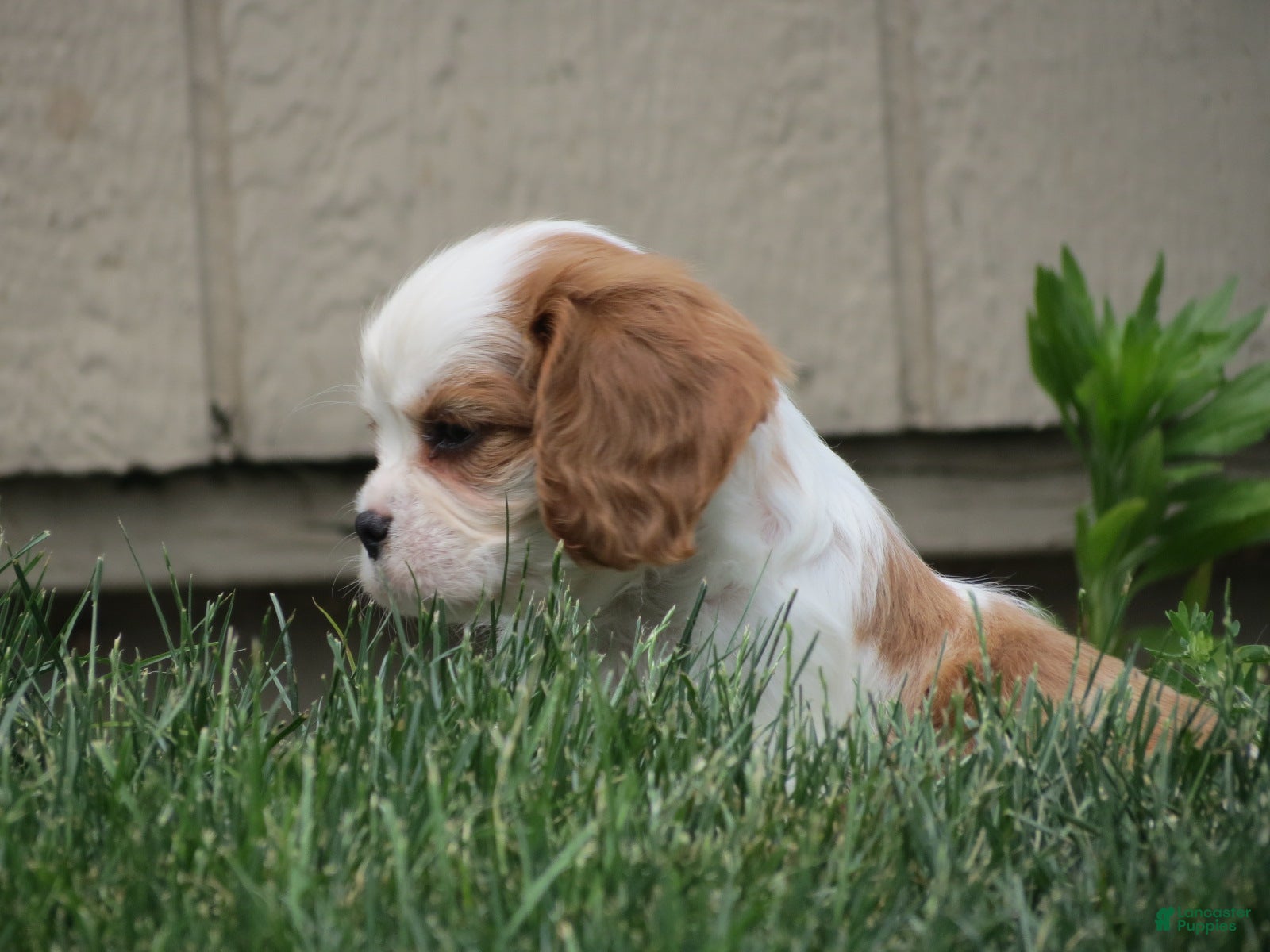 Cavalier King Charles Spaniel dogs Espresso - Ad 2