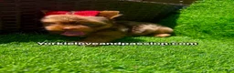 Yorkshire Terrier dogs for sale: Red chocolate Merle female  - Ad 11