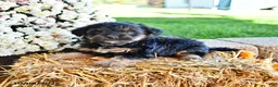 Yorkiepoo dogs for sale: Theo - Ad 3
