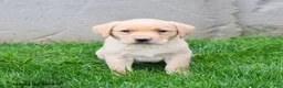 Labrador Retriever dogs for sale: Elvis - Ad 5