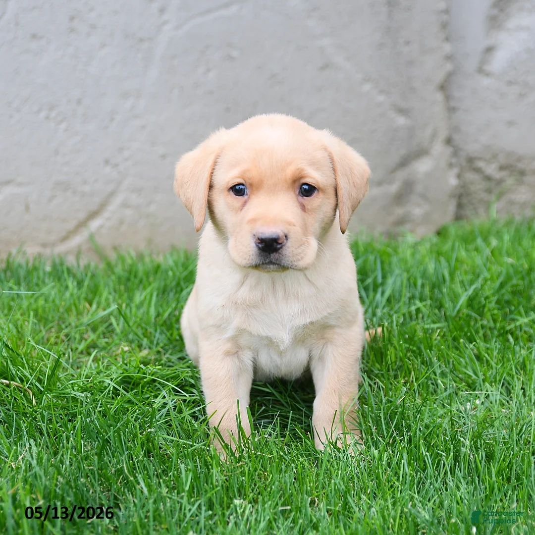 Labrador Retriever dogs for sale: Elvis - Ad 5