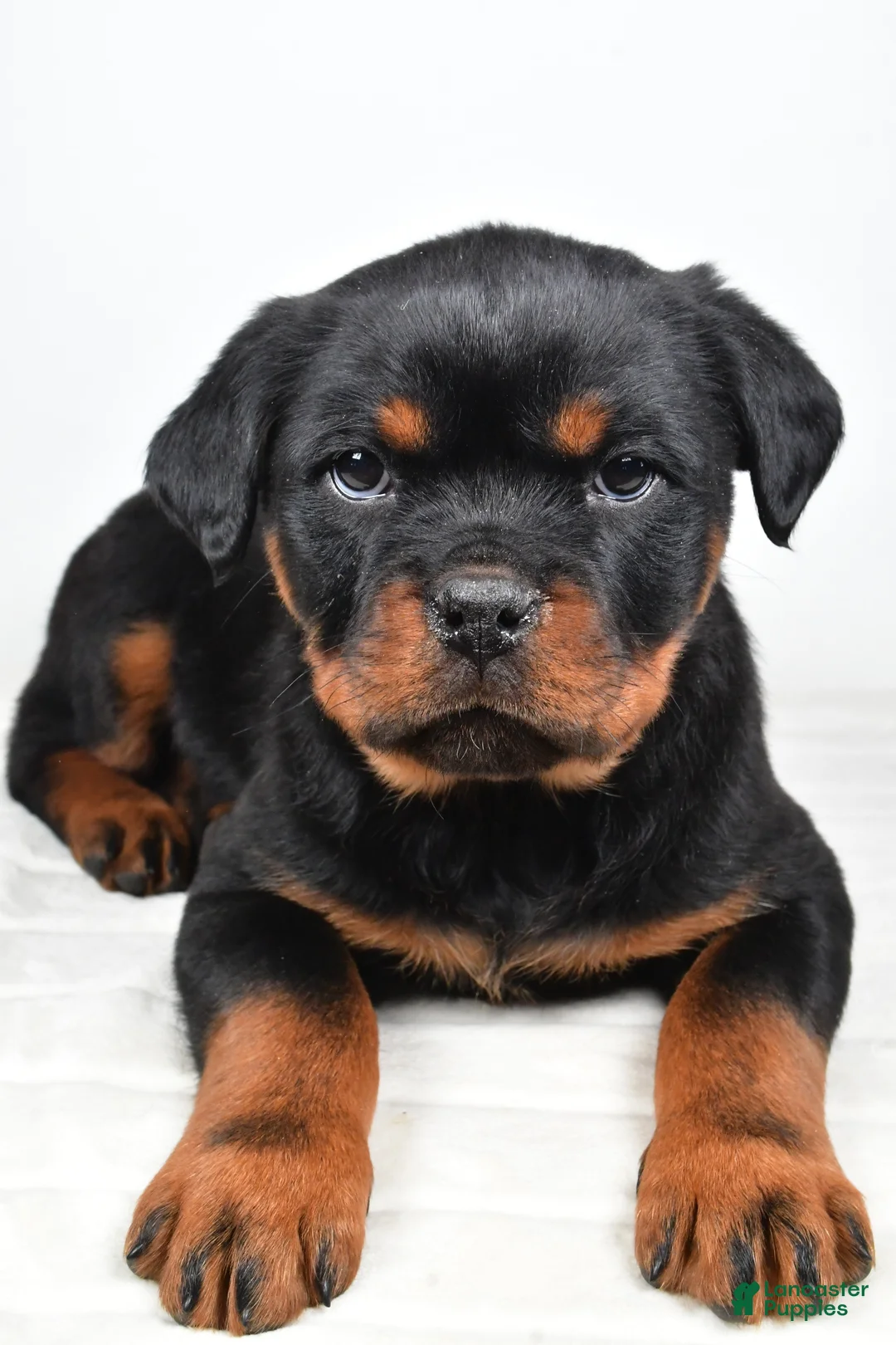 Rottweiler dogs for sale: Princess - Ad 3
