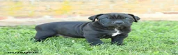 Cane Corso dogs for sale: Dune - Ad 3