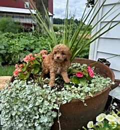 Cavapoo dogs Tina - Ad 1