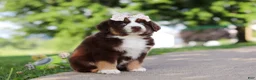 Miniature Australian Shepherd dogs for sale: Sedona - Ad 4