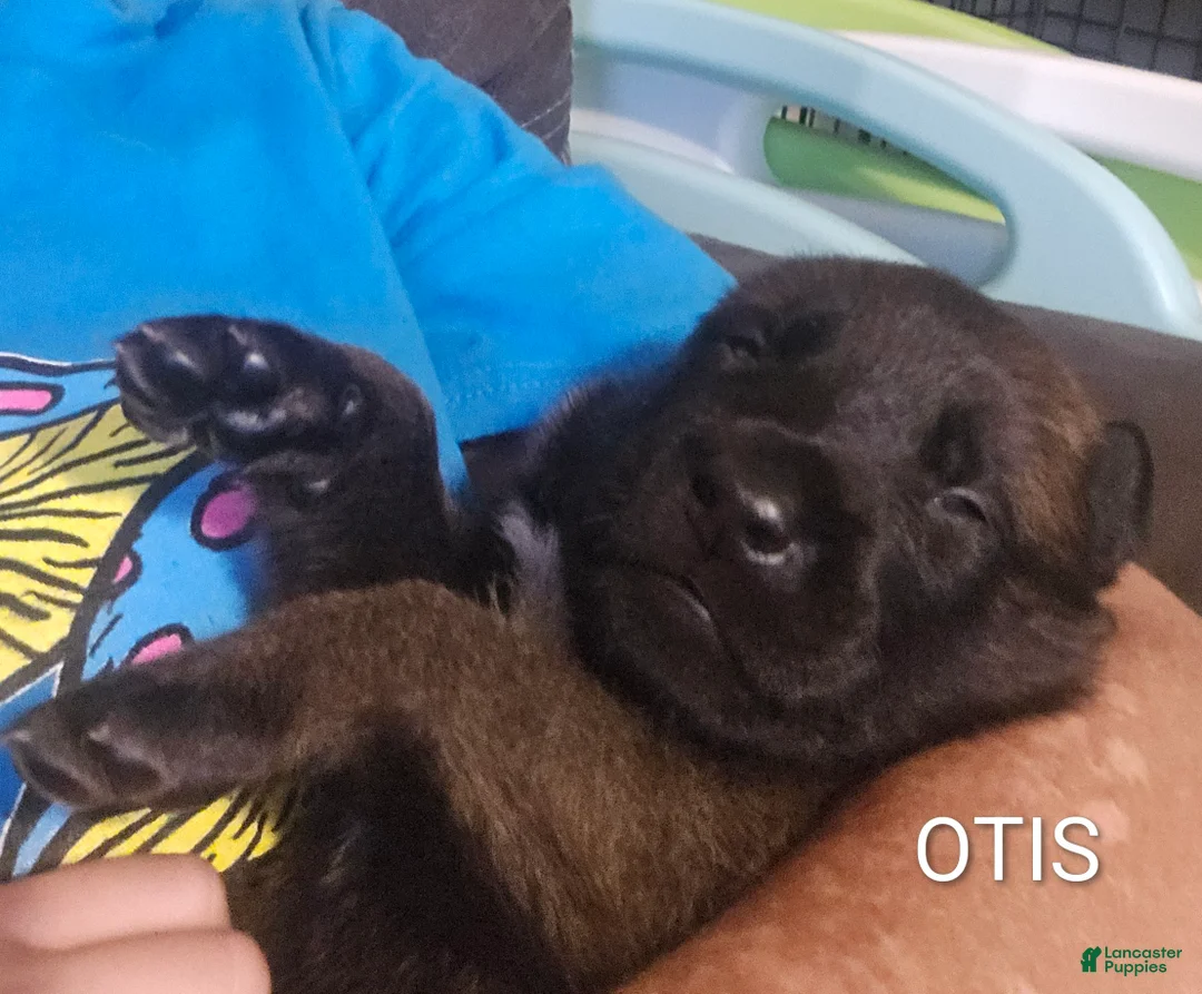 Belgian Malinois dogs for sale: Belgian Malinois 6 - Ad 2