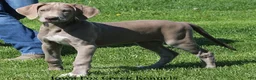 Great Dane dogs for sale: Great Dane 2 - Ad 9
