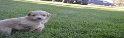 Mini Goldendoodle dogs for sale: Midge - Ad 3