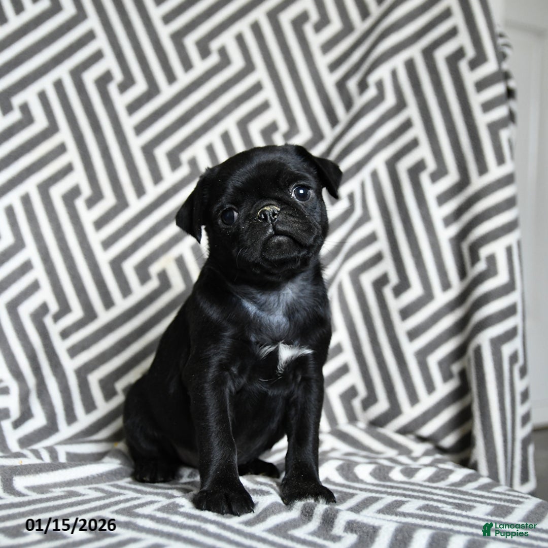 Pug dogs for sale: Midnight - Ad 2