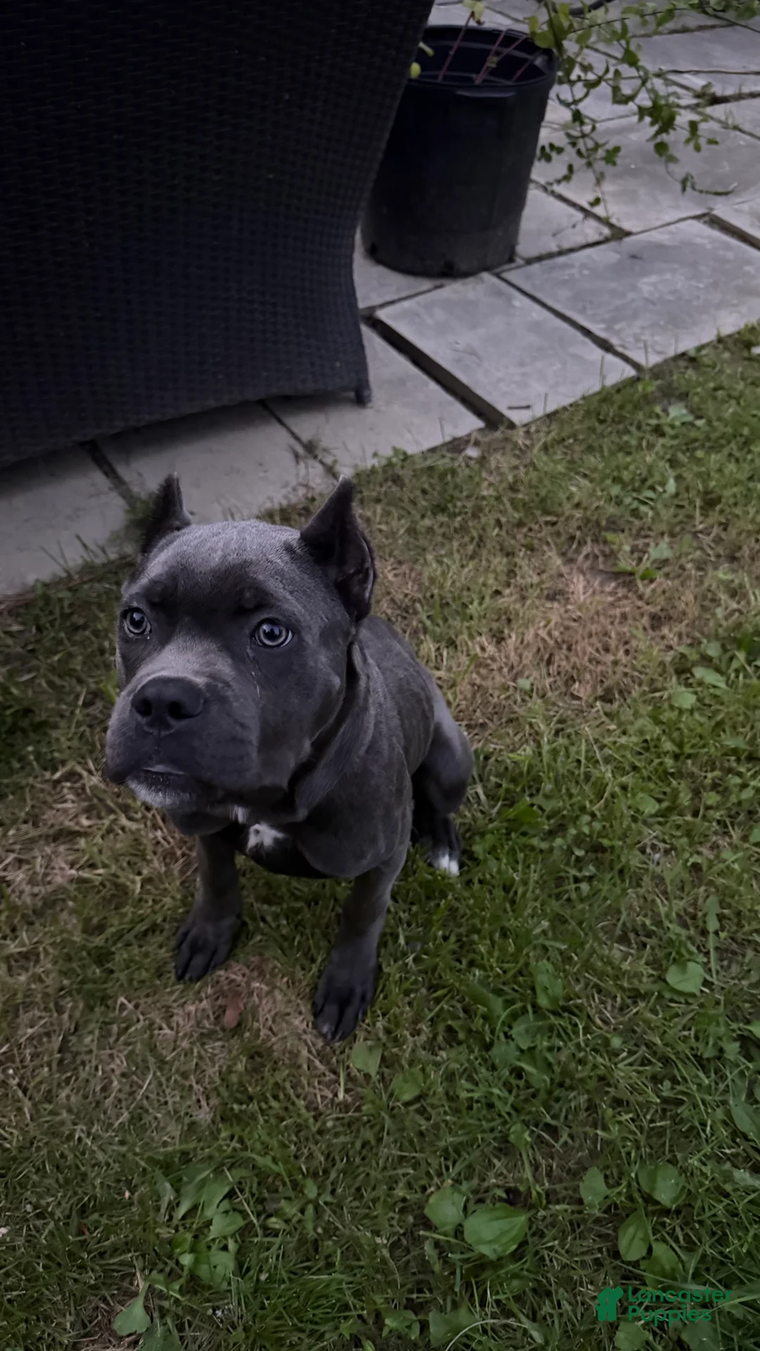 Cane Corso dogs for sale: Cane Corso Puppy 1 - Ad 2