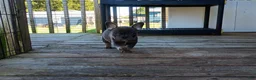 French Bulldog dogs for sale: French Bulldog 1 - Ad 3