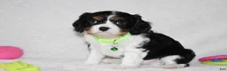 Cavalier King Charles Spaniel dogs for sale: Quinn - Ad 2