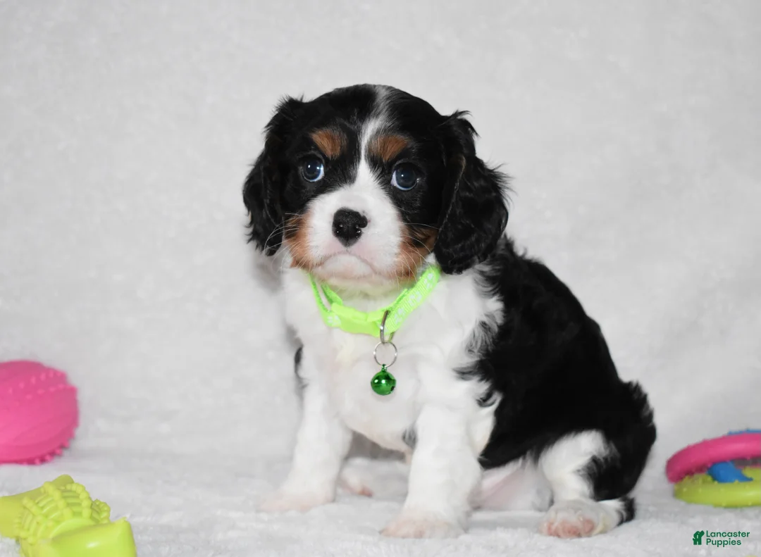 Cavalier King Charles Spaniel dogs for sale: Quinn - Ad 2