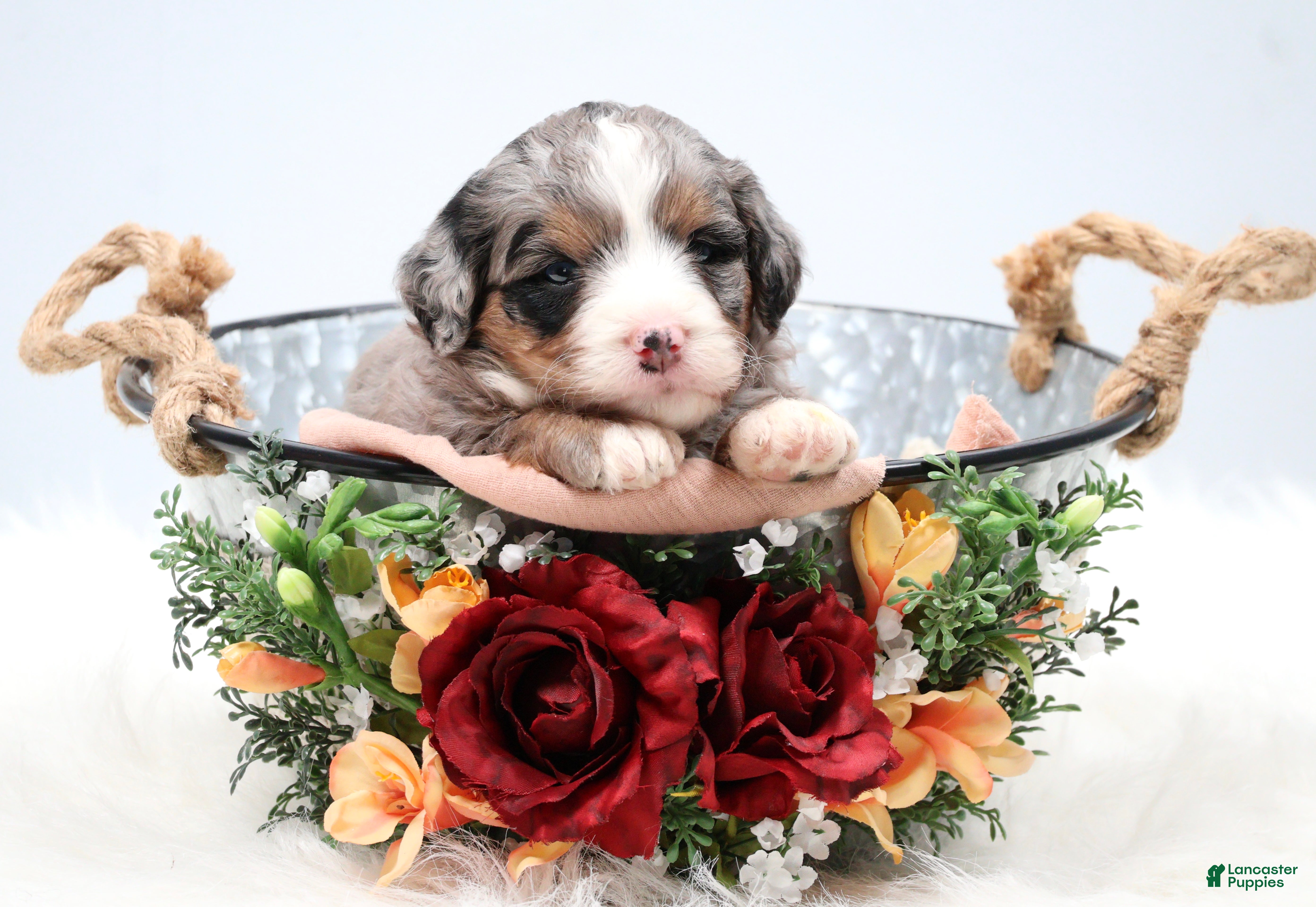 Mini Bernedoodle dogs Fern  - Ad 2