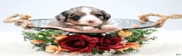 Mini Bernedoodle dogs for sale: Fern  - Ad 13