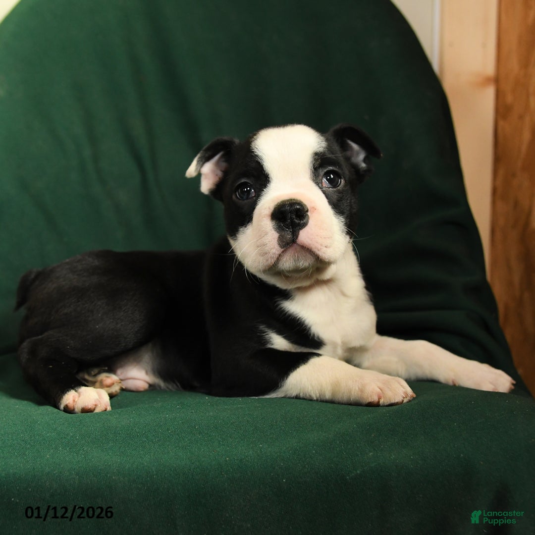 Boston Terrier dogs for sale: Falcon - Ad 3