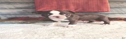 Boston Terrier dogs for sale: Marley Female Boston Terrier - Ad 3