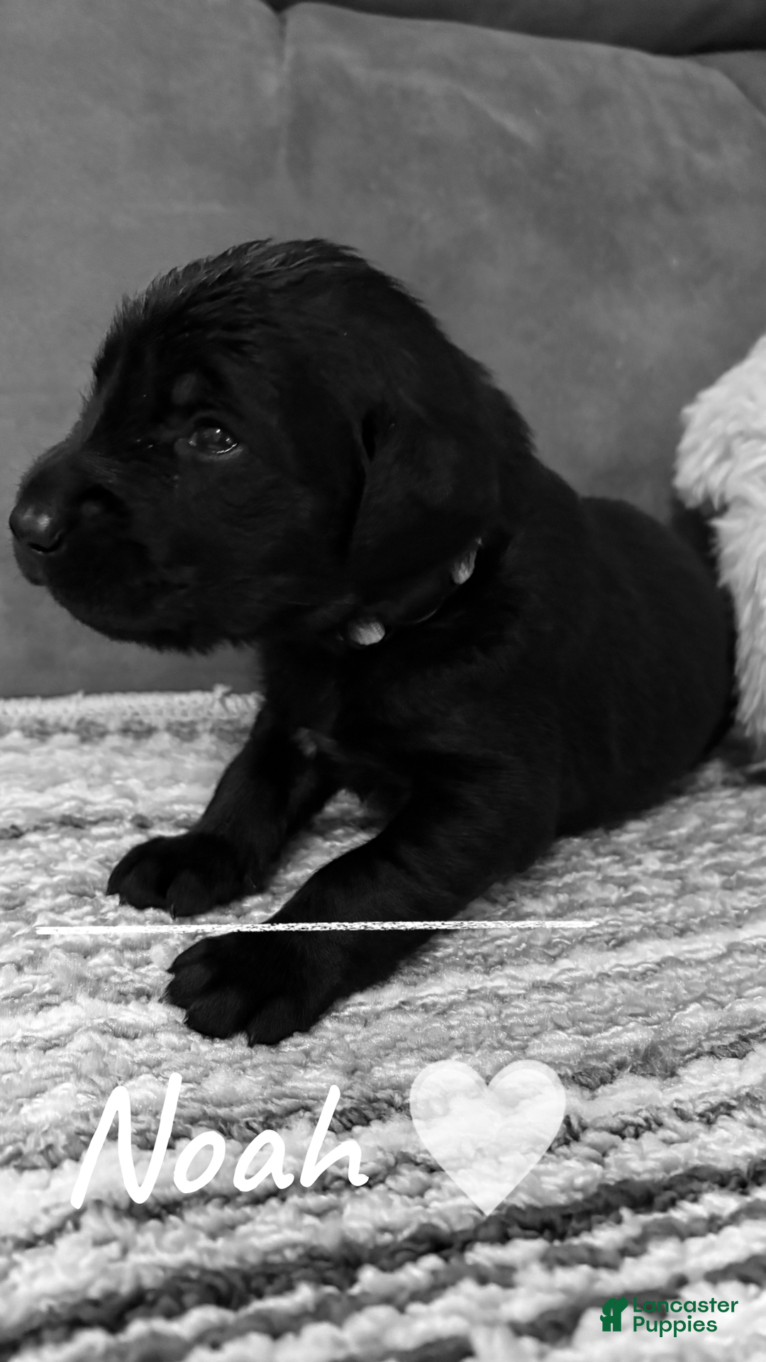 Mixed Breed dogs Golden Labradoodle Puppy 4 - Ad 25