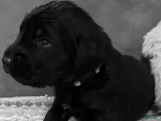 Mixed Breed dogs Golden Labradoodle Puppy 4 - Ad 25