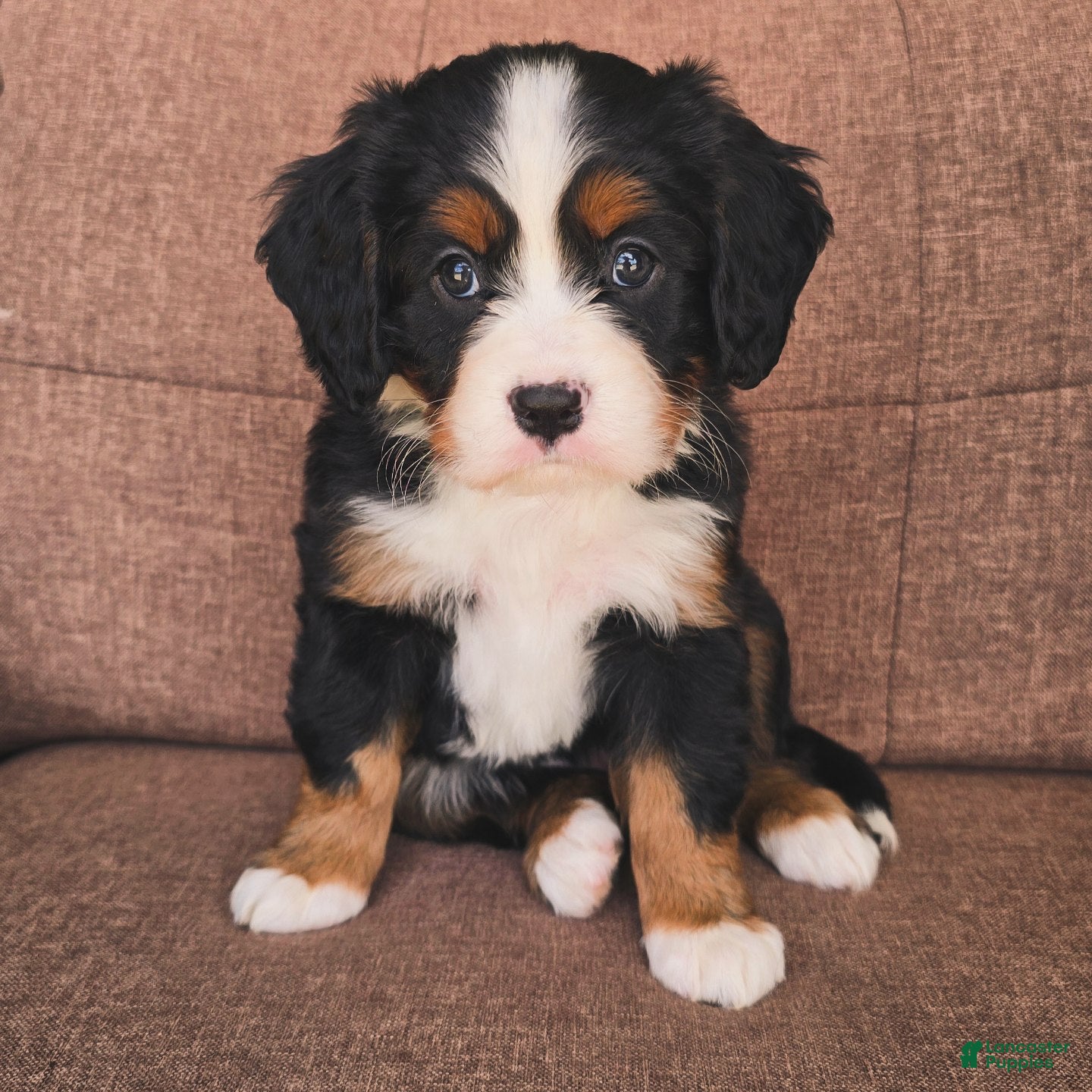 Miniature Bernese Mountain Dog dogs Sidecar [Reserved] - Ad 1