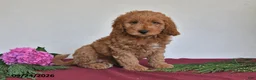 Mini Goldendoodle dogs for sale: Jasper - Ad 3