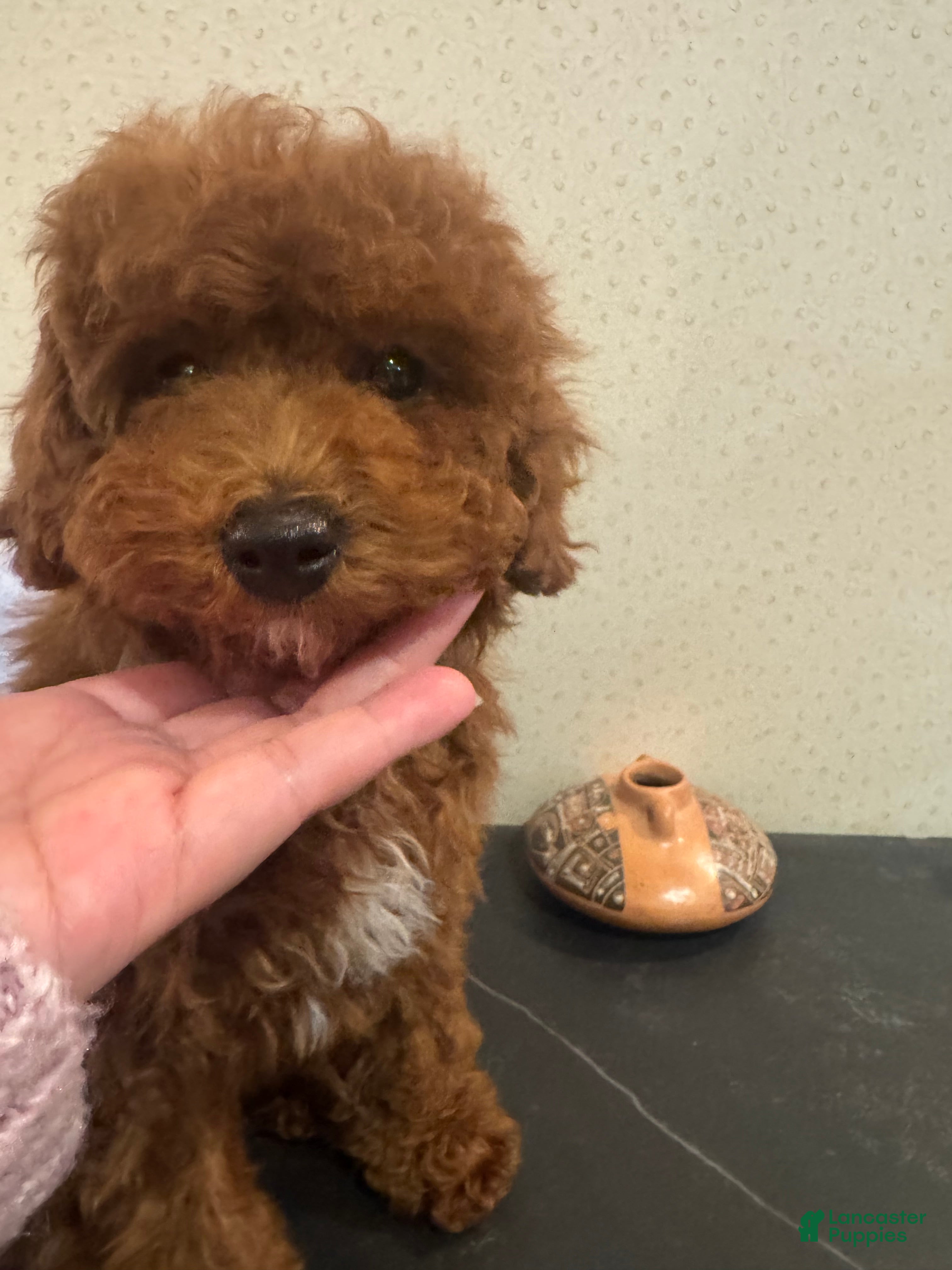 Toy Poodle dogs Rusty  - Ad 1