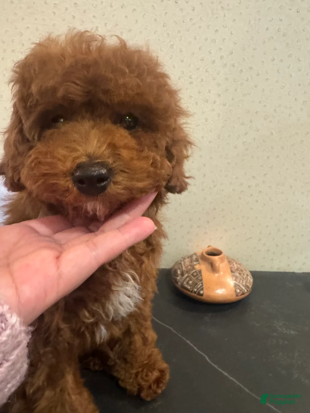 Toy Poodle dogs for sale: Rusty  - Ad 1