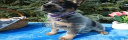 Australian Cattle Dog dogs for sale: Australian Cattle Dog 4 Serena - Ad 3