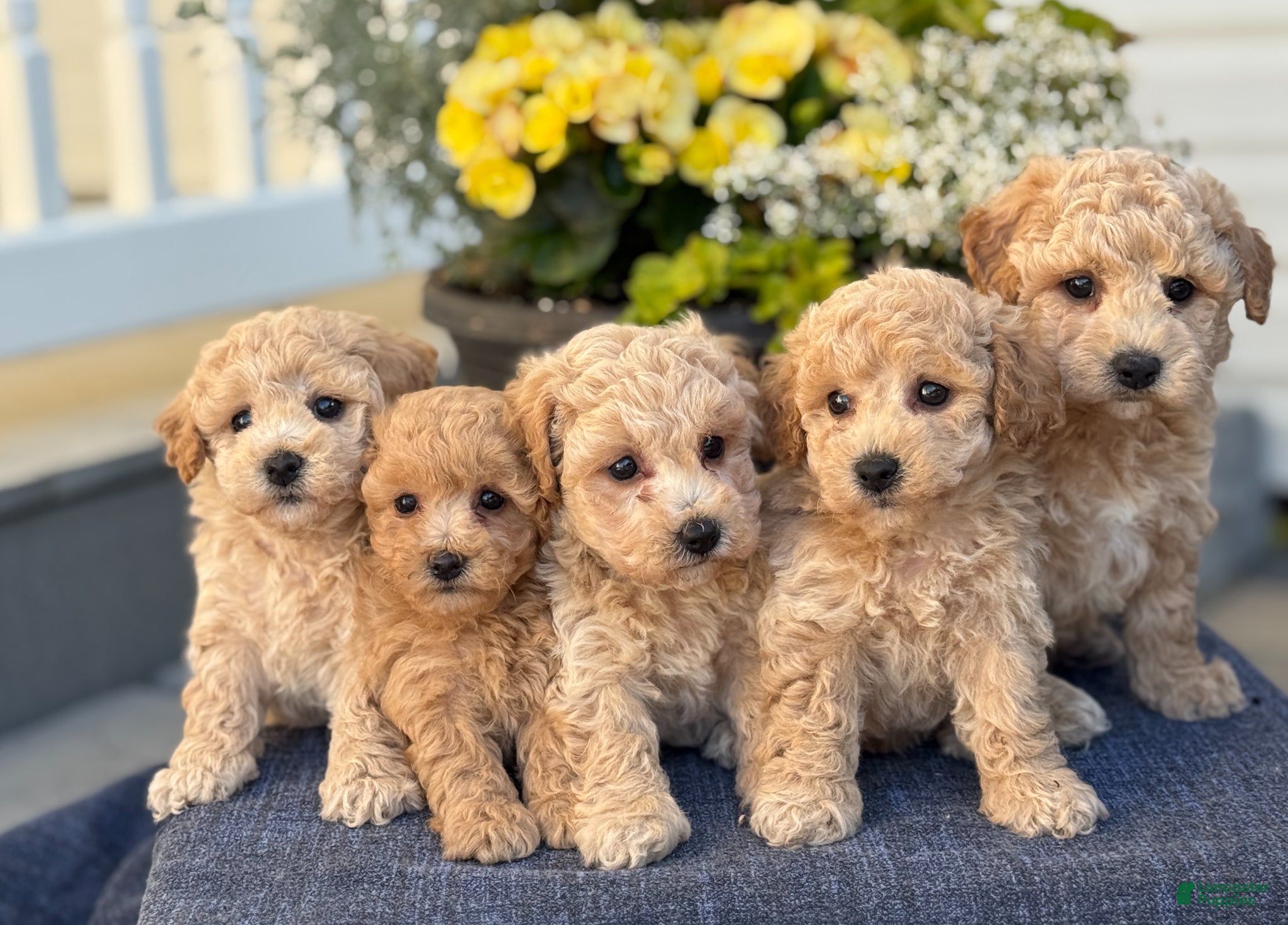 Bichpoo dogs for sale: Ford - Ad 12