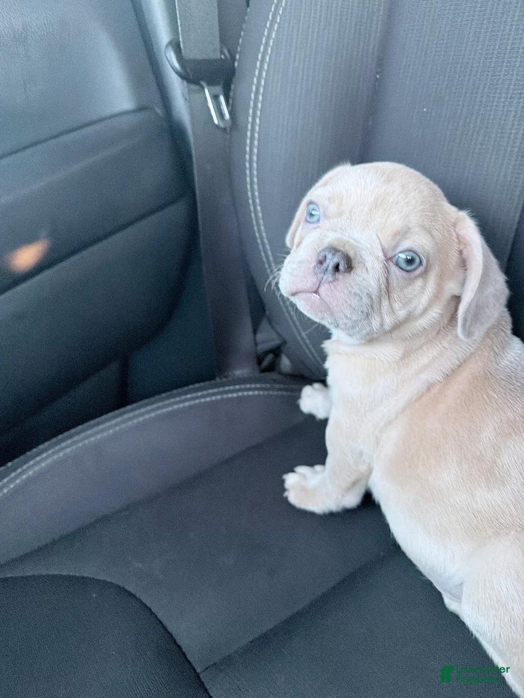 French Bulldog dogs for sale: French Bulldog 1 - Ad 4