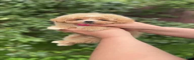 Tim