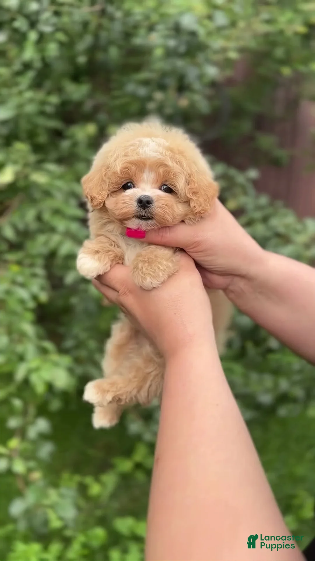 Maltipoo dogs for sale: Tim - Ad 1